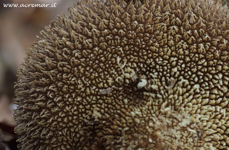 Lycoperdon echinatum ?