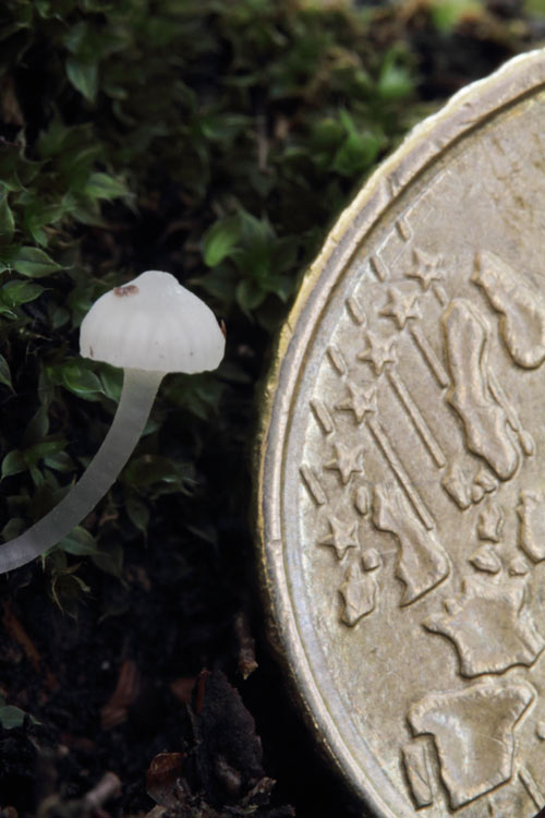 fungo di pochi mm da determinare