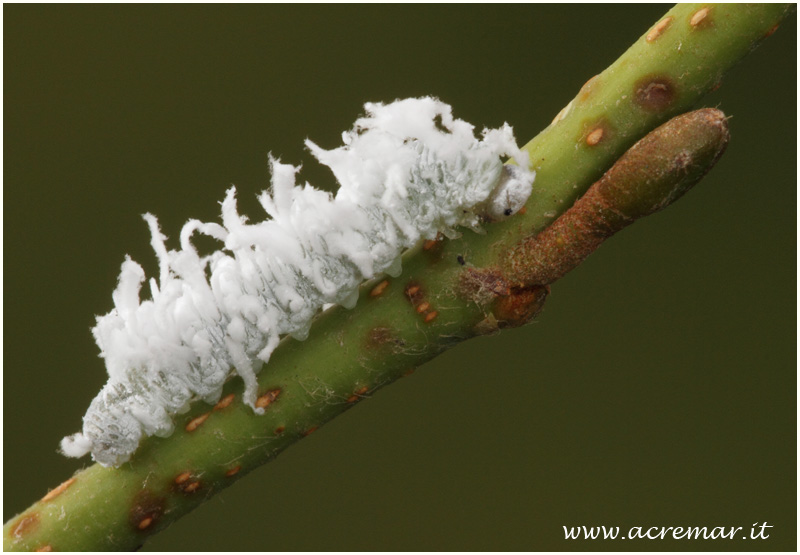 bruco parassitato? no, Eriocampa ovata