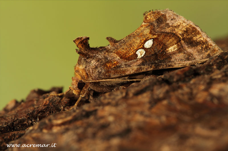 Chrysodeixis chalcites? - S