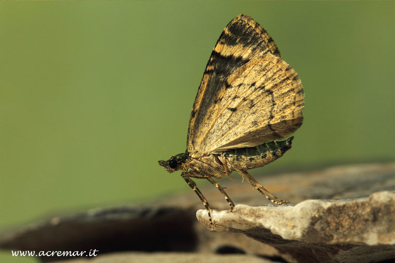 Falena da identificare - Chloroclysta siterata