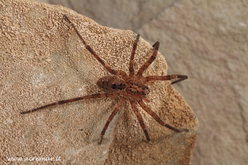Zoropsis sp.
