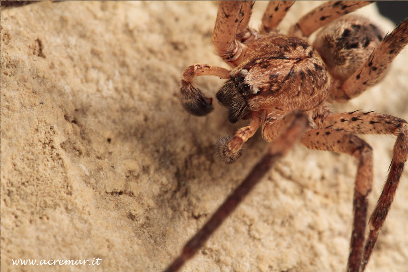 Zoropsis sp.