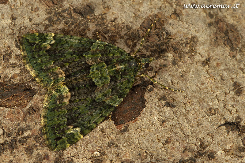 Falena da identificare - Chloroclysta siterata