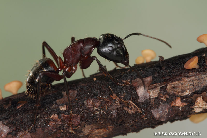 Camponotus ligniperda (Formicidae).