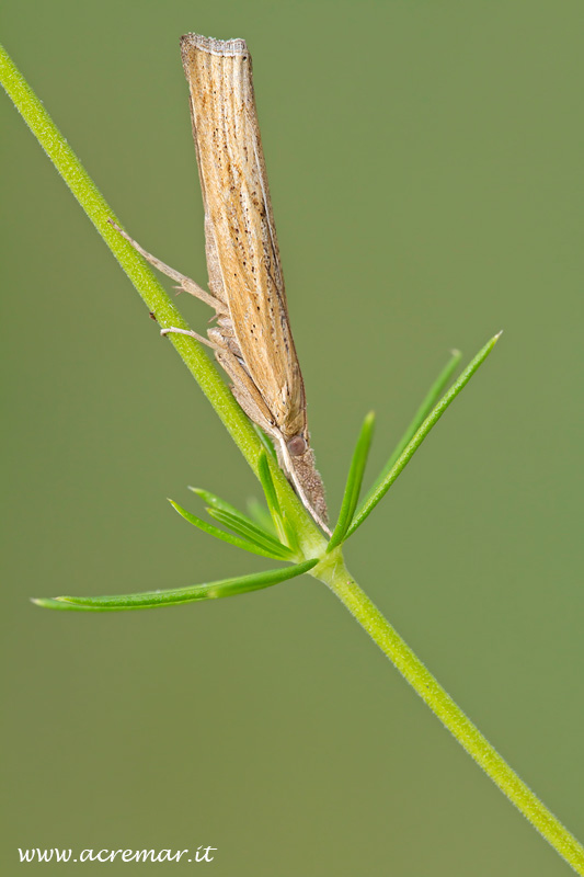 Crambidae? quale? - (cf.) Pedasia contaminella