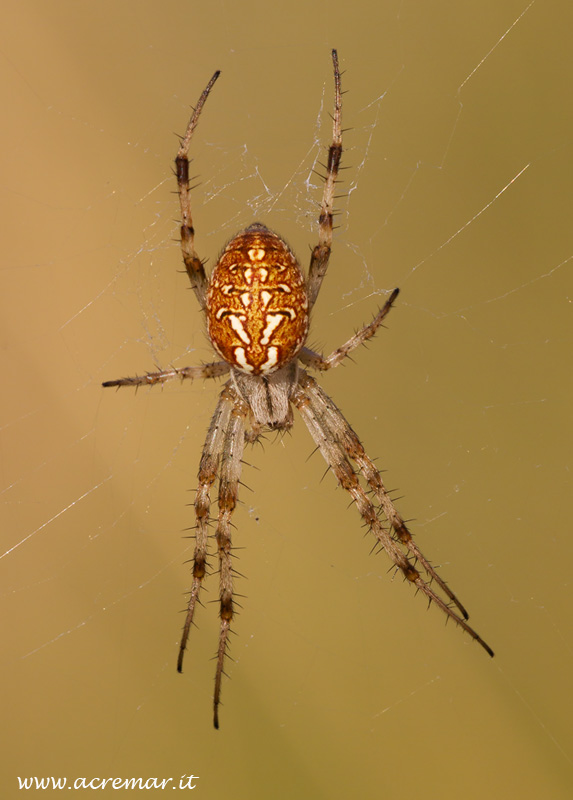 Neoscona byzanthina