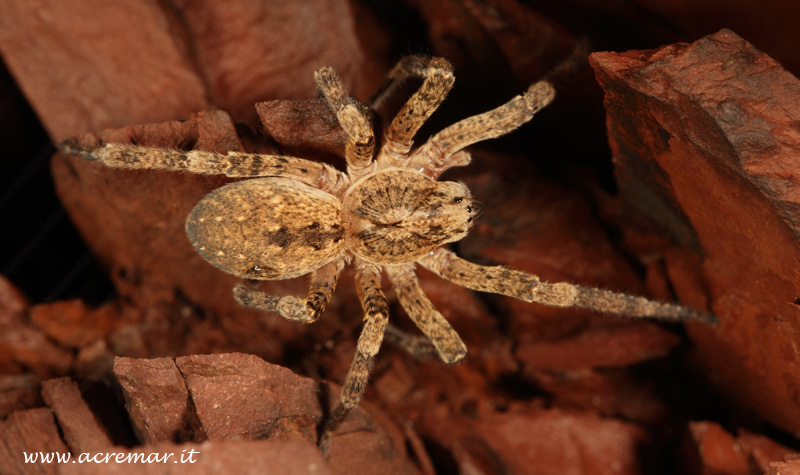 Zoropsis sp.