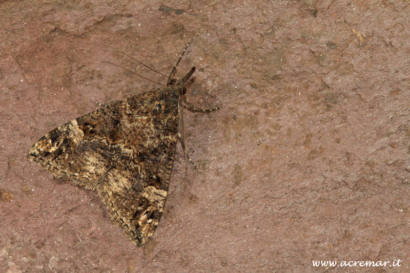 Falena da identificare - Hypena (Hypena) obsitalis