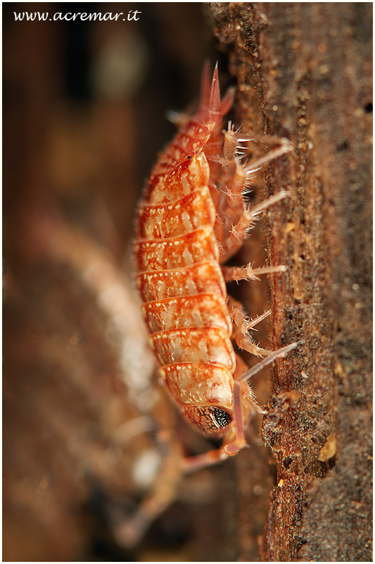 Philoscia?