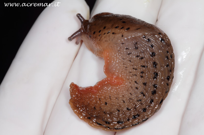 Limax millipunctatus (?) in grotta da Chiavari (GE)