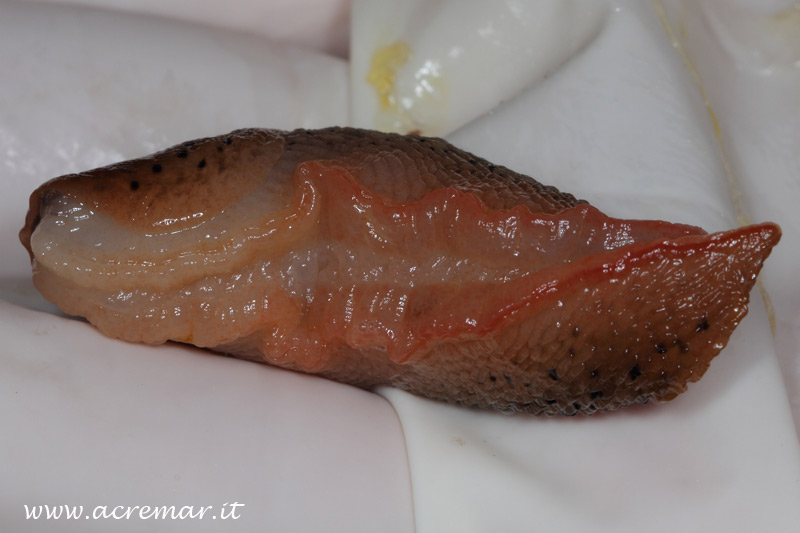 Limax millipunctatus (?) in grotta da Chiavari (GE)