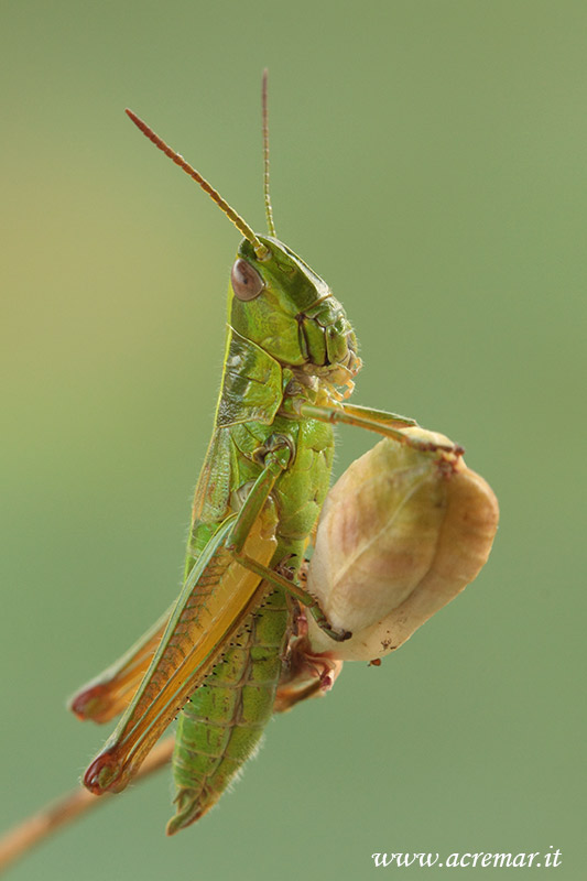 da identificare