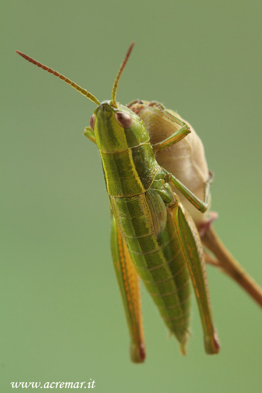 da identificare