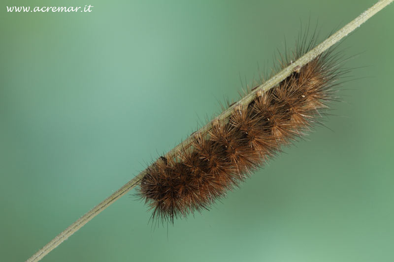 Bruco da identificare