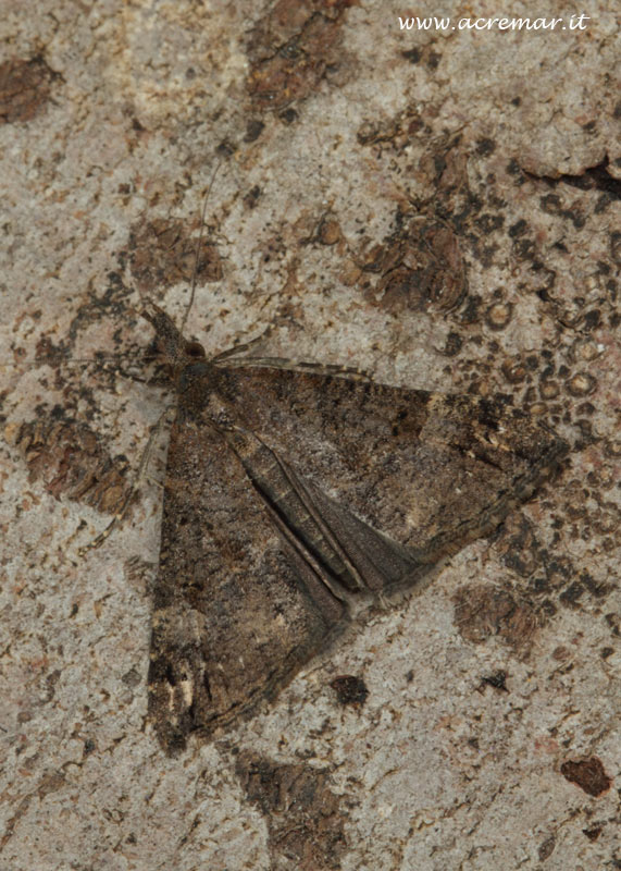 Da identificare:  Hypena (Hypena) obsitalis