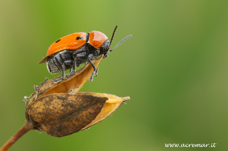 Chrysomelidae clitrino da identificare