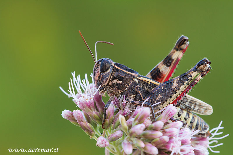 Calliptamus italicus?????