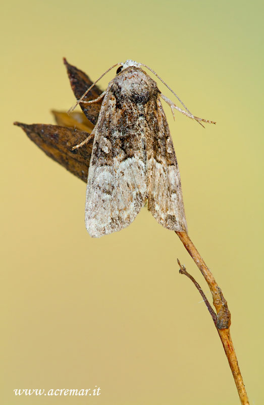 falena da identificare