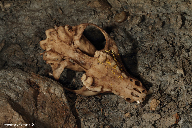 Teschio da identificare