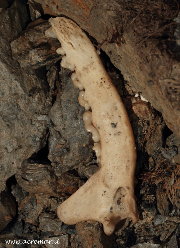 Teschio da identificare