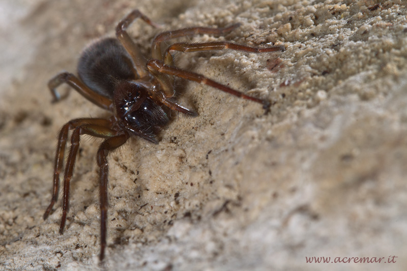 Amaurobius sp.