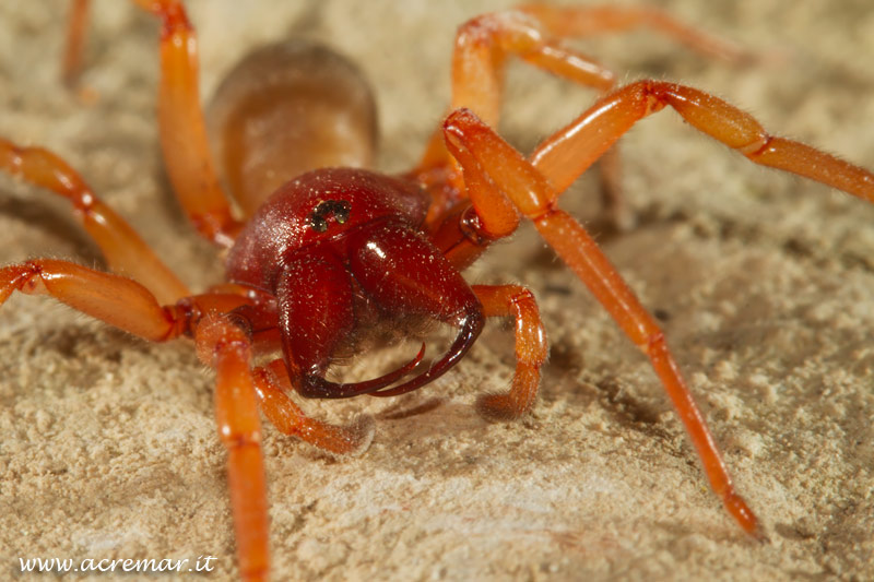 Dysdera sp.