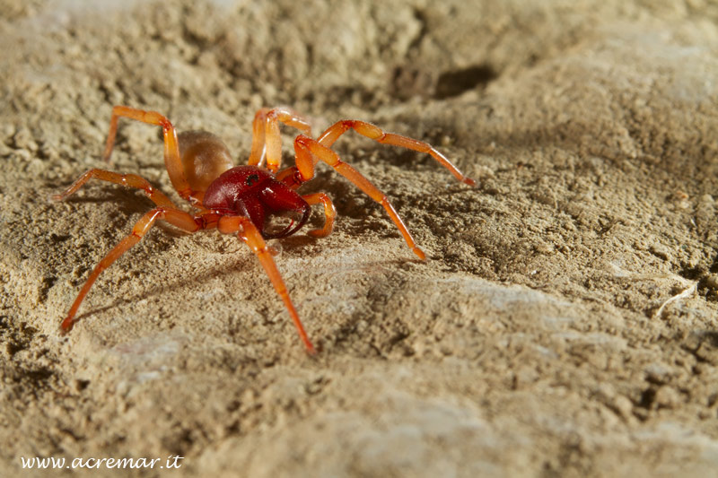 Dysdera sp.
