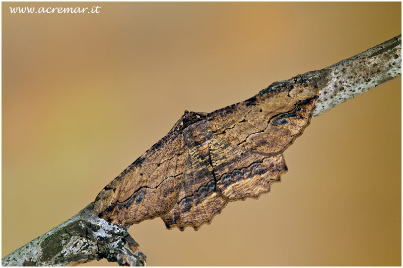 Falena da identificare : Menophra abruptaria