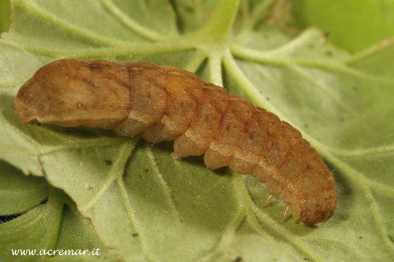 Sul geraneo - Phlogophora meticulosa