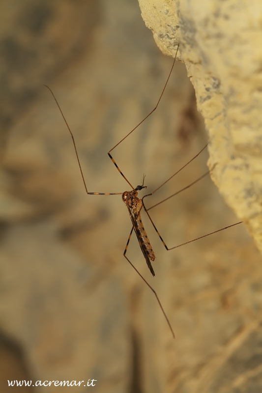 Limoniidae
