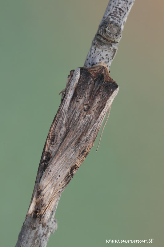 Falena da identificare - Xylena exsoleta