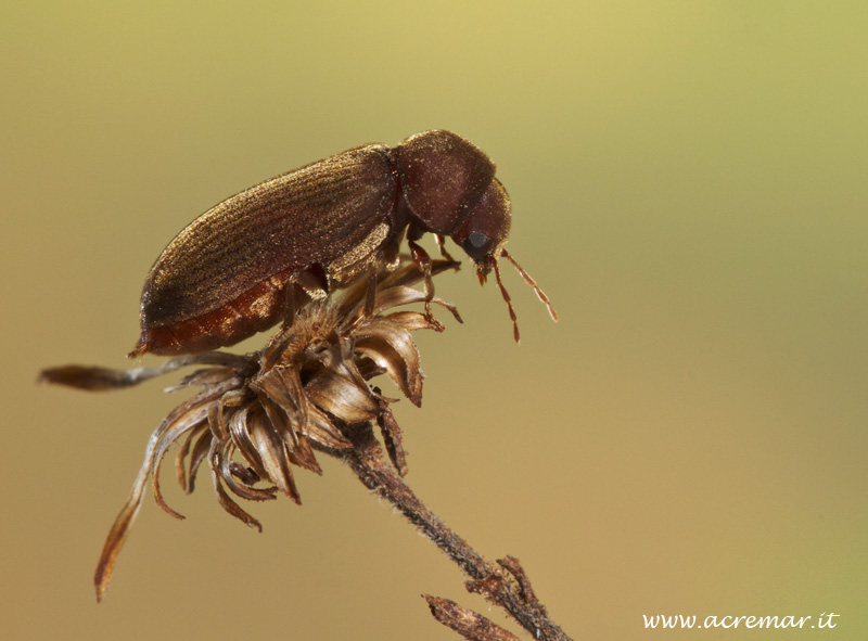 Oligomerus sp. (Anobiidae)