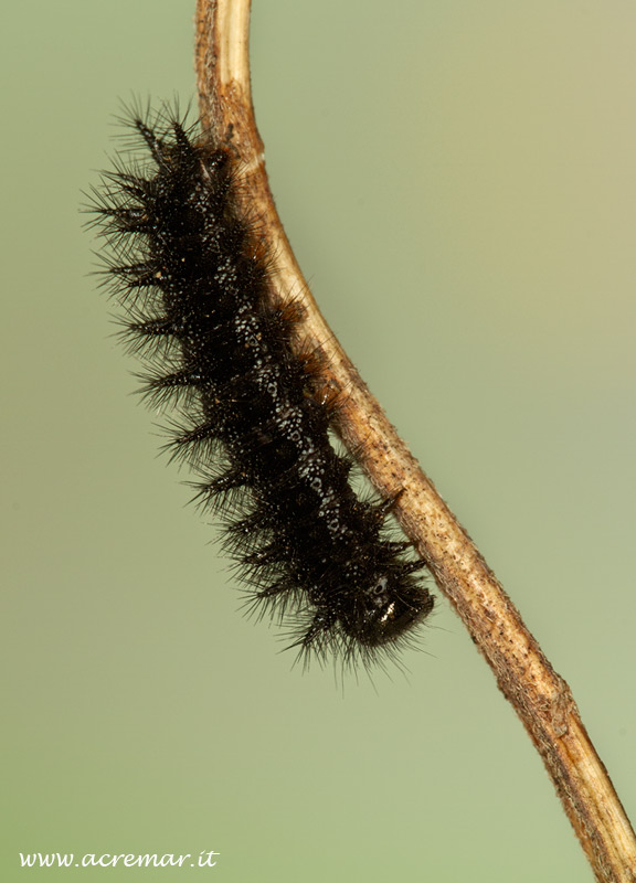 Bruco da identificare : Euphydryas aurinia