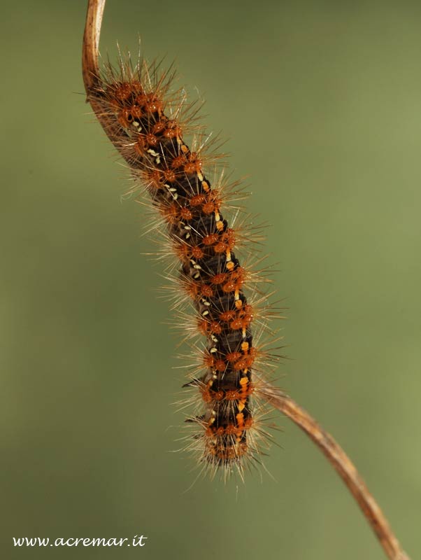 bruco da identificare - Euplagia quadripunctaria