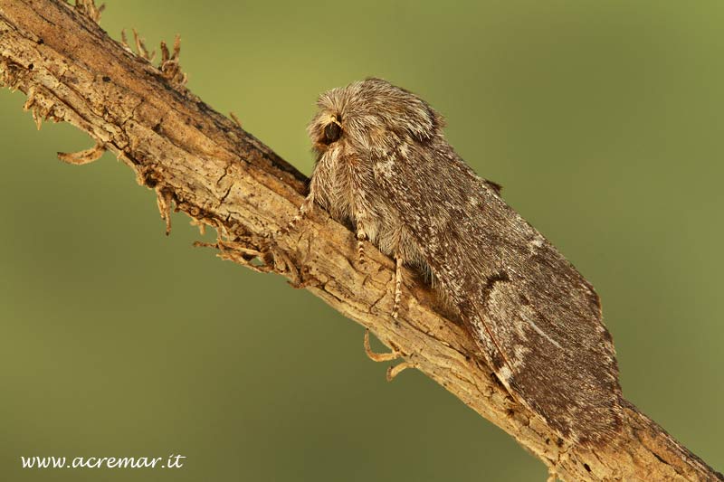 Falena da identificare - Drymonia ruficornis