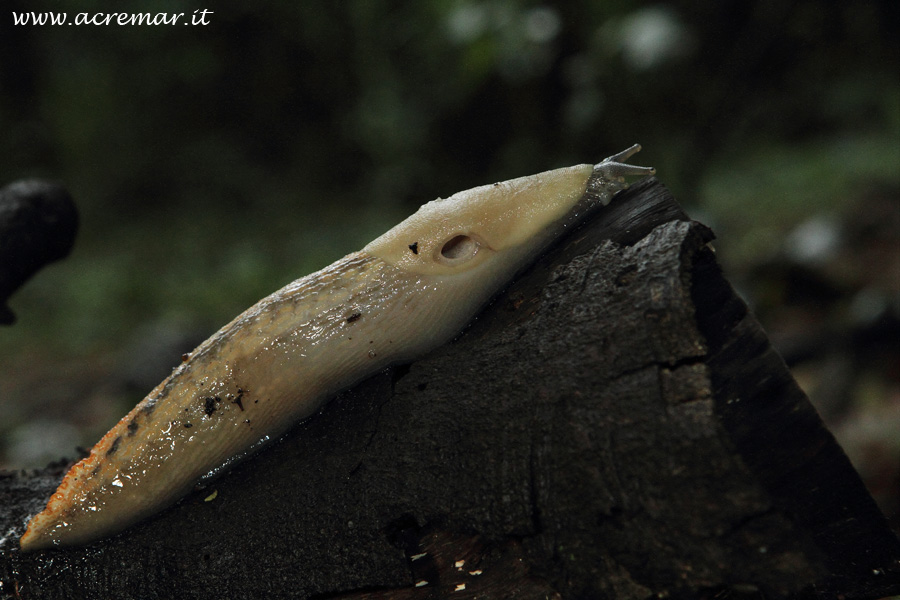 Limax aldrovandi Moquin-Tandon 1855 da Portofino (GE)