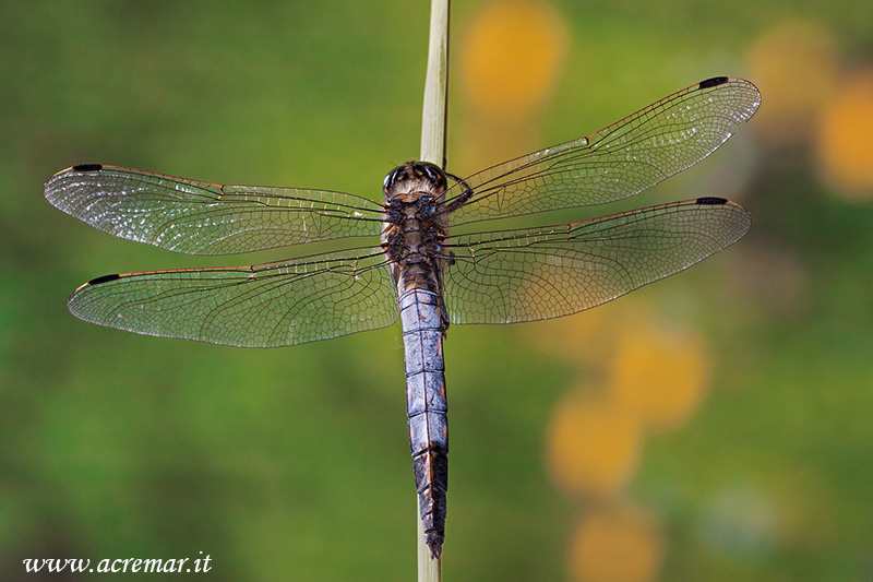 Orthetrum cancellatum? No. Orthetrum albistylum