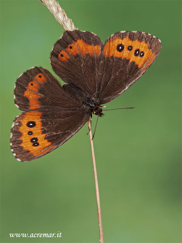 da identificare - Erebia ligea