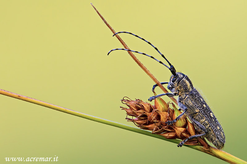 coleottero da identificare - Saperda populnea