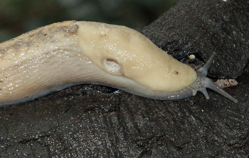 Limax aldrovandi Moquin-Tandon 1855 da Portofino (GE)