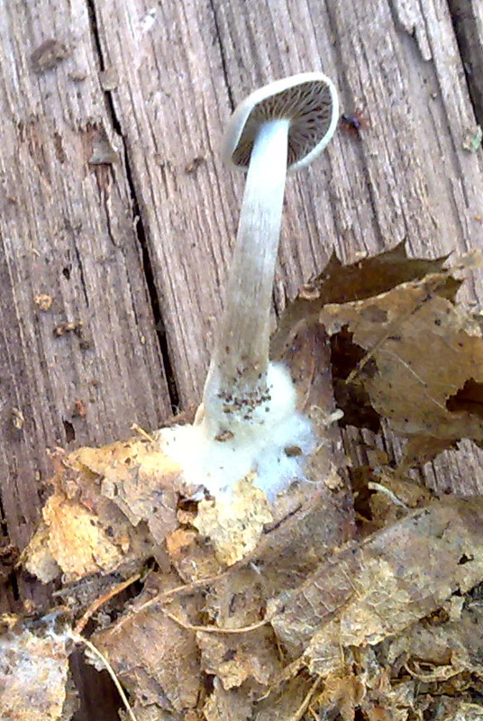 Fungo da identificare