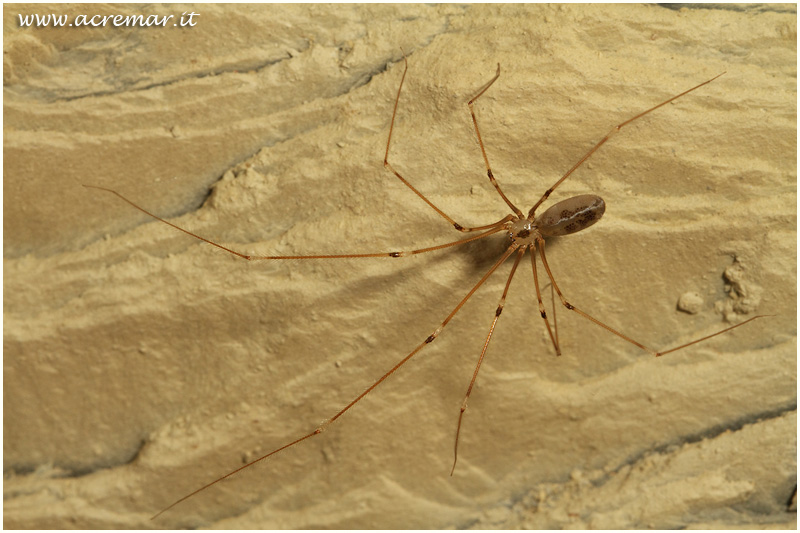 Pholcus phalangioides