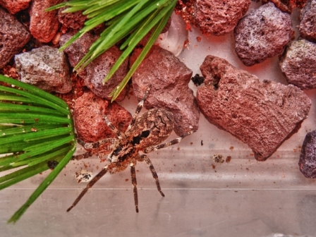 Zoropsis sp.