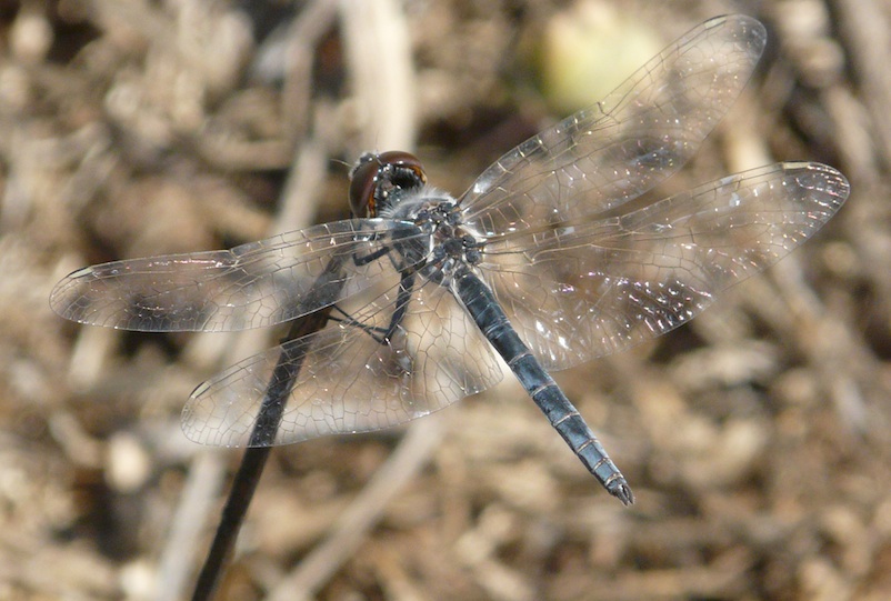 Selysiothemis nigra nel senese