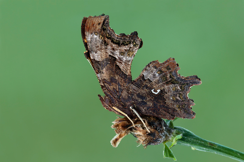 Strano lepidottero, grazie x l''identificazione.
