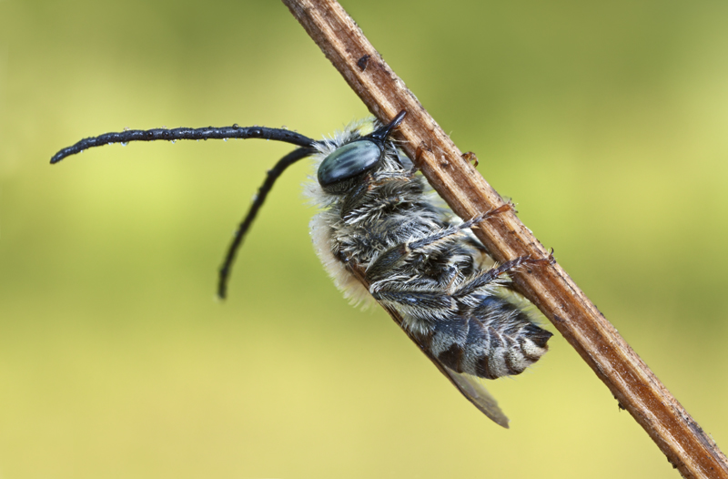 Apoideo che dorme (maschio di Eucera sp.)