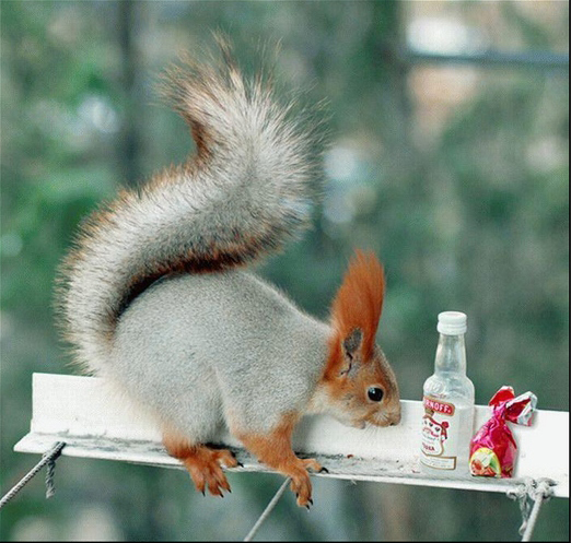 Sciurus vulgaris - Gomel (Bielorussia)
