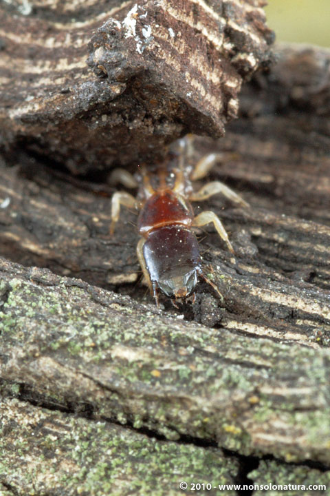 Aiuto per identificazione