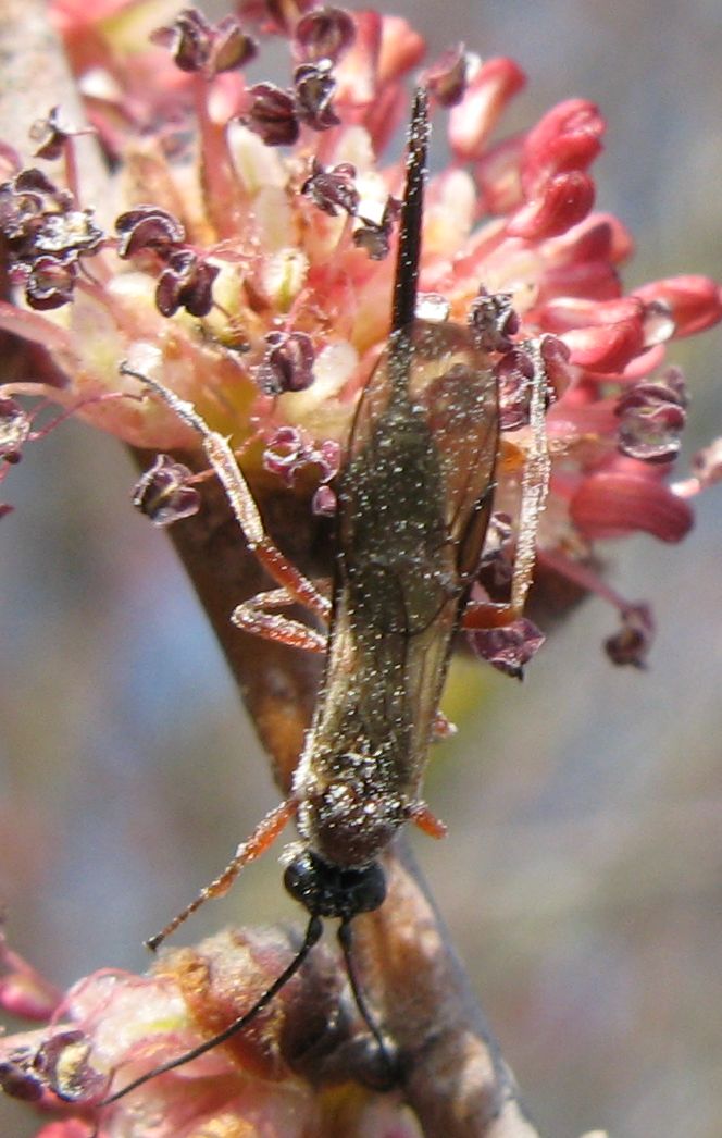 Braconidae